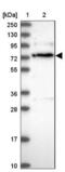 Rho GTPase Activating Protein 44 antibody, NBP1-93624, Novus Biologicals, Western Blot image 
