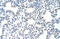 DNA replication licensing factor MCM6 antibody, 28-537, ProSci, Immunohistochemistry paraffin image 