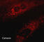 Calnexin antibody, CM4371, ECM Biosciences, Western Blot image 