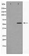 Cytochrome P450 Family 1 Subfamily A Member 1 antibody, TA347969, Origene, Western Blot image 