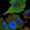 Ribonuclease UK114 antibody, NBP1-82452, Novus Biologicals, Immunofluorescence image 