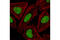 Histone H3 antibody, 5327S, Cell Signaling Technology, Immunofluorescence image 