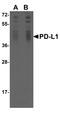 PD-L1 antibody, TA355068, Origene, Western Blot image 