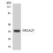 Olfactory Receptor Family 2 Subfamily A Member 25 antibody, LS-C200331, Lifespan Biosciences, Western Blot image 