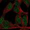 Zinc finger protein 423 antibody, PA5-66798, Invitrogen Antibodies, Immunofluorescence image 