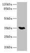 LysM Domain Containing 3 antibody, LS-C398872, Lifespan Biosciences, Western Blot image 