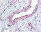 Slo1 antibody, TA316945, Origene, Immunohistochemistry paraffin image 