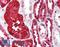 Ferritin Heavy Chain 1 antibody, LS-B3026, Lifespan Biosciences, Immunohistochemistry frozen image 