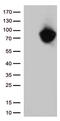 Methylenetetrahydrofolate Reductase antibody, CF812648, Origene, Western Blot image 