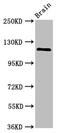 Huntingtin Interacting Protein 1 Related antibody, CSB-PA010366LA01HU, Cusabio, Western Blot image 