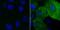 Phosphoserine antibody, NBP2-66796, Novus Biologicals, Immunofluorescence image 