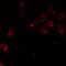 Small muscular protein antibody, LS-C668392, Lifespan Biosciences, Immunofluorescence image 