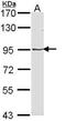 Major Vault Protein antibody, orb74024, Biorbyt, Western Blot image 