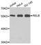 RELB Proto-Oncogene, NF-KB Subunit antibody, A0519, ABclonal Technology, Western Blot image 