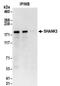 SH3 And Multiple Ankyrin Repeat Domains 3 antibody, NBP2-32085, Novus Biologicals, Immunoprecipitation image 