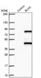 SLP-65 antibody, NBP2-14355, Novus Biologicals, Western Blot image 