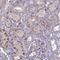 Transmembrane Protein 263 antibody, HPA042339, Atlas Antibodies, Immunohistochemistry paraffin image 