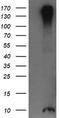 Reactive Oxygen Species Modulator 1 antibody, TA505580AM, Origene, Western Blot image 