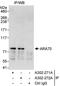 Nuclear receptor coactivator 4 antibody, A302-271A, Bethyl Labs, Immunoprecipitation image 