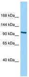 Importin 4 antibody, TA331739, Origene, Western Blot image 