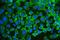 UPF1 RNA Helicase And ATPase antibody, PB9842, Boster Biological Technology, Immunofluorescence image 