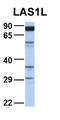 p53 antibody, orb315733, Biorbyt, Western Blot image 