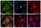 Mouse IgG (H+L) antibody, A-11001, Invitrogen Antibodies, Immunofluorescence image 