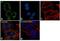 BCL2 Like 11 antibody, MA5-14848, Invitrogen Antibodies, Immunofluorescence image 