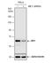 Malic Enzyme 1 antibody, NBP2-43669, Novus Biologicals, Western Blot image 