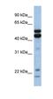 Peroxiredoxin 5 antibody, orb334091, Biorbyt, Western Blot image 