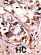 Spleen Associated Tyrosine Kinase antibody, OAAB16125, Aviva Systems Biology, Immunohistochemistry frozen image 