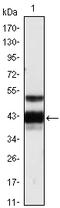 Protein Z, Vitamin K Dependent Plasma Glycoprotein antibody, A06491, Boster Biological Technology, Western Blot image 