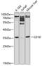 CD1d Molecule antibody, GTX53911, GeneTex, Western Blot image 