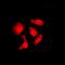 Interactor Of Little Elongation Complex ELL Subunit 2 antibody, orb101660, Biorbyt, Immunofluorescence image 