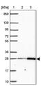 Solute Carrier Family 22 Member 18 Antisense antibody, PA5-64365, Invitrogen Antibodies, Western Blot image 