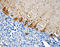 Neurofilament H (NF-H) antibody, 835903, BioLegend, Immunohistochemistry paraffin image 