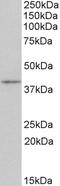 Paired box protein Pax-1 antibody, 42-442, ProSci, Western Blot image 