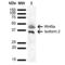 Wnt Family Member 5A antibody, LS-C776441, Lifespan Biosciences, Western Blot image 