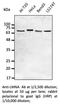 Lamin A/C antibody, AB0093-100, SICGEN, Western Blot image 