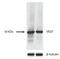 VEGF antibody, TA336487, Origene, Western Blot image 