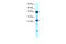 Homeobox protein SIX6 antibody, 27-572, ProSci, Western Blot image 