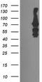 Katanin p80 WD40-containing subunit B1 antibody, LS-C173438, Lifespan Biosciences, Western Blot image 