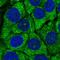 Ubiquitin-40S ribosomal protein S27a antibody, HPA054087, Atlas Antibodies, Immunofluorescence image 