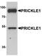Prickle Planar Cell Polarity Protein 1 antibody, A05038, Boster Biological Technology, Western Blot image 