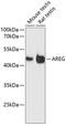 Amphiregulin antibody, A01787, Boster Biological Technology, Western Blot image 