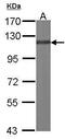BCAR1 Scaffold Protein, Cas Family Member antibody, PA5-27225, Invitrogen Antibodies, Western Blot image 