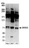 Putative ATP-dependent RNA helicase DHX33 antibody, A300-800A, Bethyl Labs, Western Blot image 
