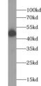 Nuclear Receptor Subfamily 1 Group H Member 3 antibody, FNab05836, FineTest, Western Blot image 