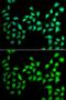 Urocortin 2 antibody, GTX65915, GeneTex, Immunofluorescence image 