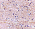 DNA-binding protein SATB2 antibody, 4627, ProSci, Immunohistochemistry frozen image 